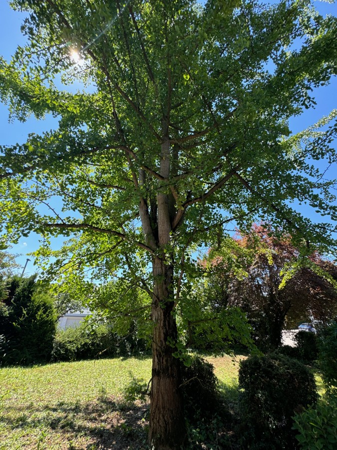 Ginkobaum im Garten